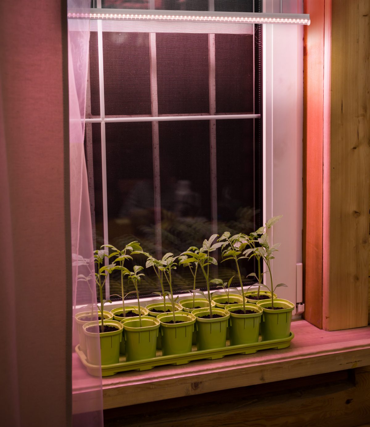 Tomato,seedlings,in,pots,under,ultraviolet,phytolamps,on,the,windowsill.